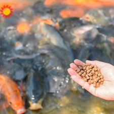 Understanding Fish Feed Quality: Key Factors for Optimal Growth and Health